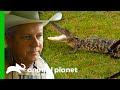 Young Alligator Is A Threat To Domestic Animals | Lone Star Law