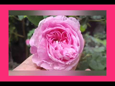 ЧАЙНАЯ РОЗА ПОЛЕЗНЫЕ СВОЙСТВА ДЛЯ ЗДОРОВЬЯ 