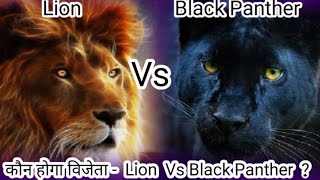 Lion Vs Black Panther | Black Panther Vs Lion | African Lion Vs Black Panther.