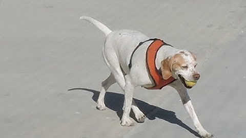 RIDDLE WHAT ENGLISH WORD HAS THREE CONSECUTIVE DOUBLE LETTERS?