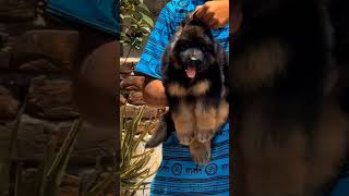 Jumbo Size Fully Long Coat German Shepherd Puppy For Sale | Delivery Available | Best Family Breed |