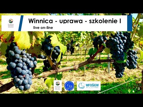 Wideo: Sekrety Uprawy Wspaniałych Winogron