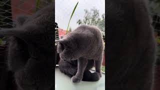 Intense cleaning on balcony while it’s raining cats 🐈 and dogs 🐶 by british short hair cat Rambo