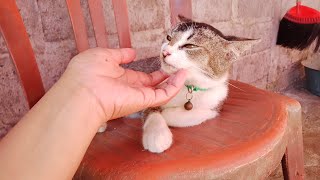 cute ‼️ cat relaxing on chair || Cats love to be stroked by their owners