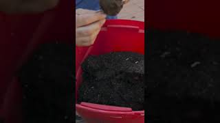 Unexpected Results Revealed: Our First Potato Harvest Exposed from our urban homestead