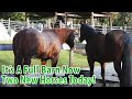 It's A Full Barn - Two New Horses Today!