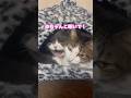 めっちゃ寒くなりました☃️冬の厳しさとやらを感じてしまいますね🤭みなさま暖かくして風邪ひかないようにしましょ‼️#ねこのいる生活 #ねこと暮らす #ねこ動画 #ブリティッシュショートヘア