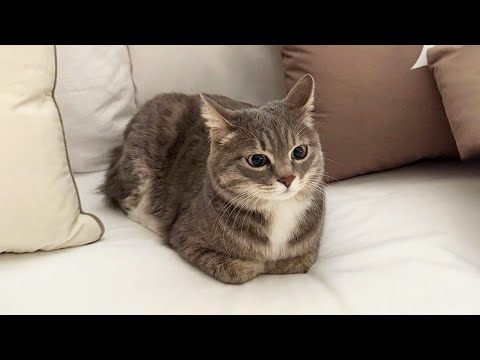 Funniest Cats Videos 2026 😼 Try Not To Laugh 😹 Part 79