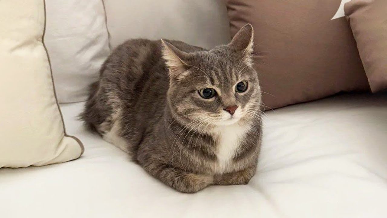 Funniest Cats Videos 2025 😼 Try Not To Laugh 😹 Part 79