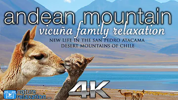 Andean Mountain Wildlife in 4K: Vicuña Baby | Nature Relaxation Instrumental Documentary