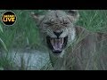 safariLIVE - Sunrise Safari - January 22, 2019