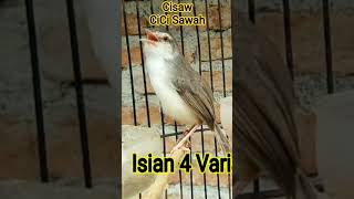 Masteran Cisaw  Cici Sawah 4 Variasi Nembak