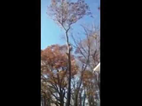 justin s tree service penticton justins tree service youtube justin s tree service penticton justins tree service youtube