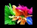 Manhã de Carnaval - Al di Meola - Paco de Lucía - John McLaughlin