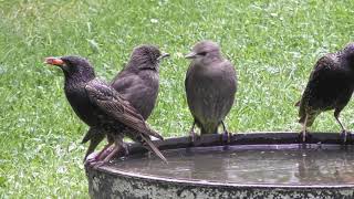 Adult & Juvenile Starlings drink in Cambridge UK 16jun21 310p