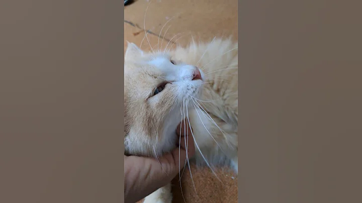 Watch the video about Cute Cat Part 74