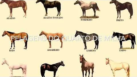 Como saber a cor do cavalo?