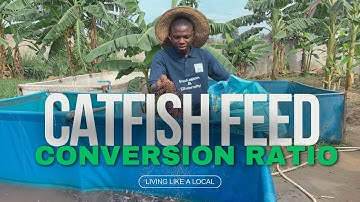Mastering Catfish Farming: Understanding Feed Conversion Ratio (FCR)