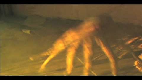 HAUNTEDPROPS.COM  ATTACKING OCTOPUS