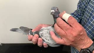 Meulemans 665
