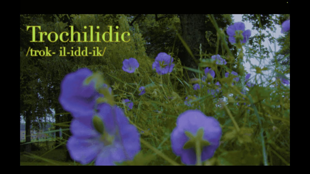 Trochilidic