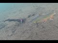 Ice Fishing Brook Trout - Under Water View!