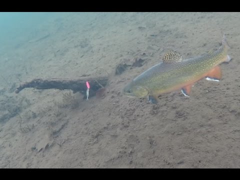 Ice Fishing Brook Trout - Under Water View! 