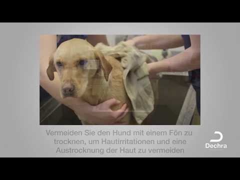 Video: Wie man einen Hund richtig wäscht