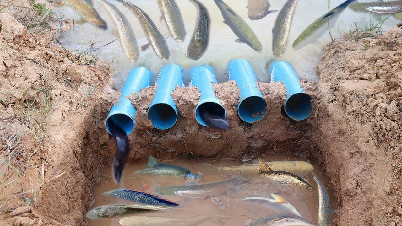 Smart Boy Make Hole Fish Trap Using PVC Pipes To Catch A Lot of