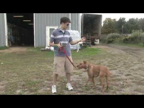 How to Feed Older Dogs a Balanced Diet - YouTube