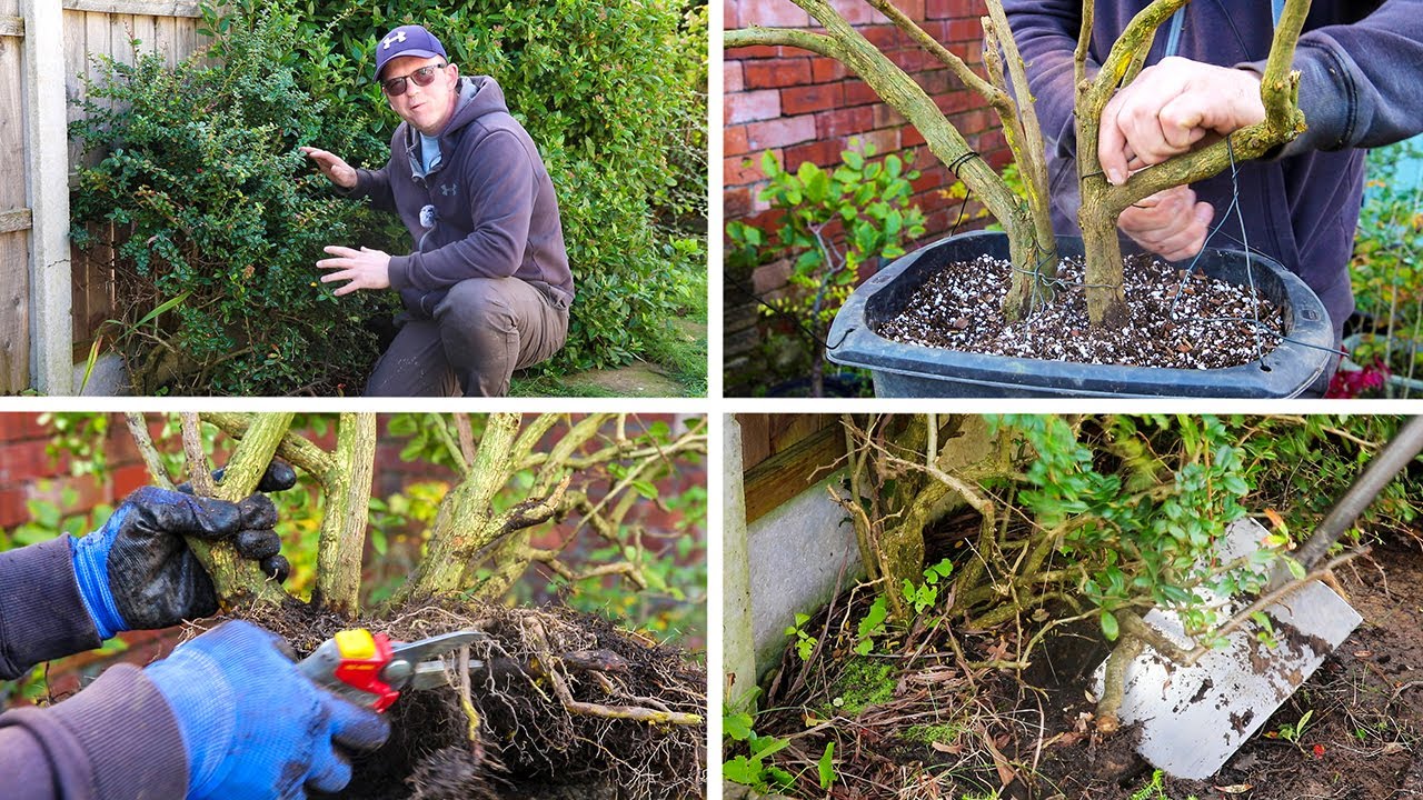 Urban Yamadori - Excellent potential