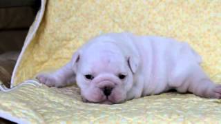 PADOGグループでご紹介中!http://www.at-breeder.net/bulldog/index.html.