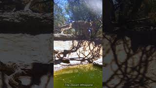 Rattlesnake attacks a Quail!