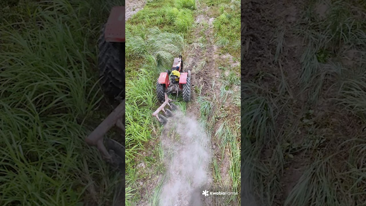 The tractor keeps working across the 14 acres, clearing weeds and mixing bean stalks into the soil.