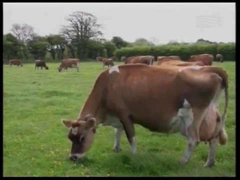 გადაეცა თუ არა ჯერსის ტიპის ძროხები მხოლოდ