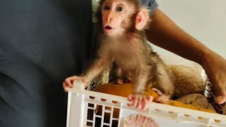 The sweet voice of a baby monkey when it wants to ask for milk