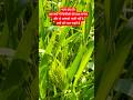 Saiyaara songs on natural village farming view