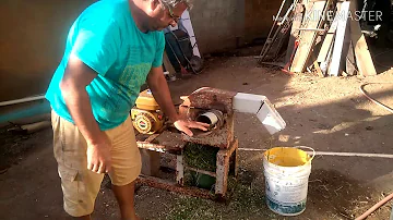 Como fazer ração orgânica para galinhas?