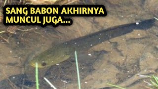 Moment Langka Ngetapel Ikan Gabus Sebesar Ini Disungai Dangkal slingshotfishing