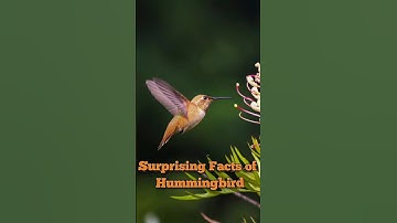 Surprising Facts of Hummingbird #shorts #hummingbird