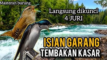 MASTERAN BURUNG FIGTHER ! ISIAN TEMBAKAN KASAR - Langsung dikunci Juri PART 2