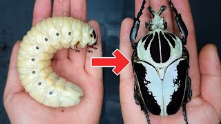How to breed Goliathus! Goliathus (Beetle ASMR)