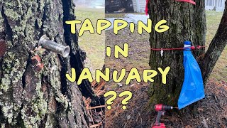 Maple Sugaring 2024 - Crazy Weather = Tapping Early! (re-upload) by Jerfish Entertainment, Music, Sailing, and Farms 212 views 3 months ago 6 minutes, 8 seconds