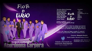 flor de lirio - Chicharon peludo (Difunsion abril 2013)