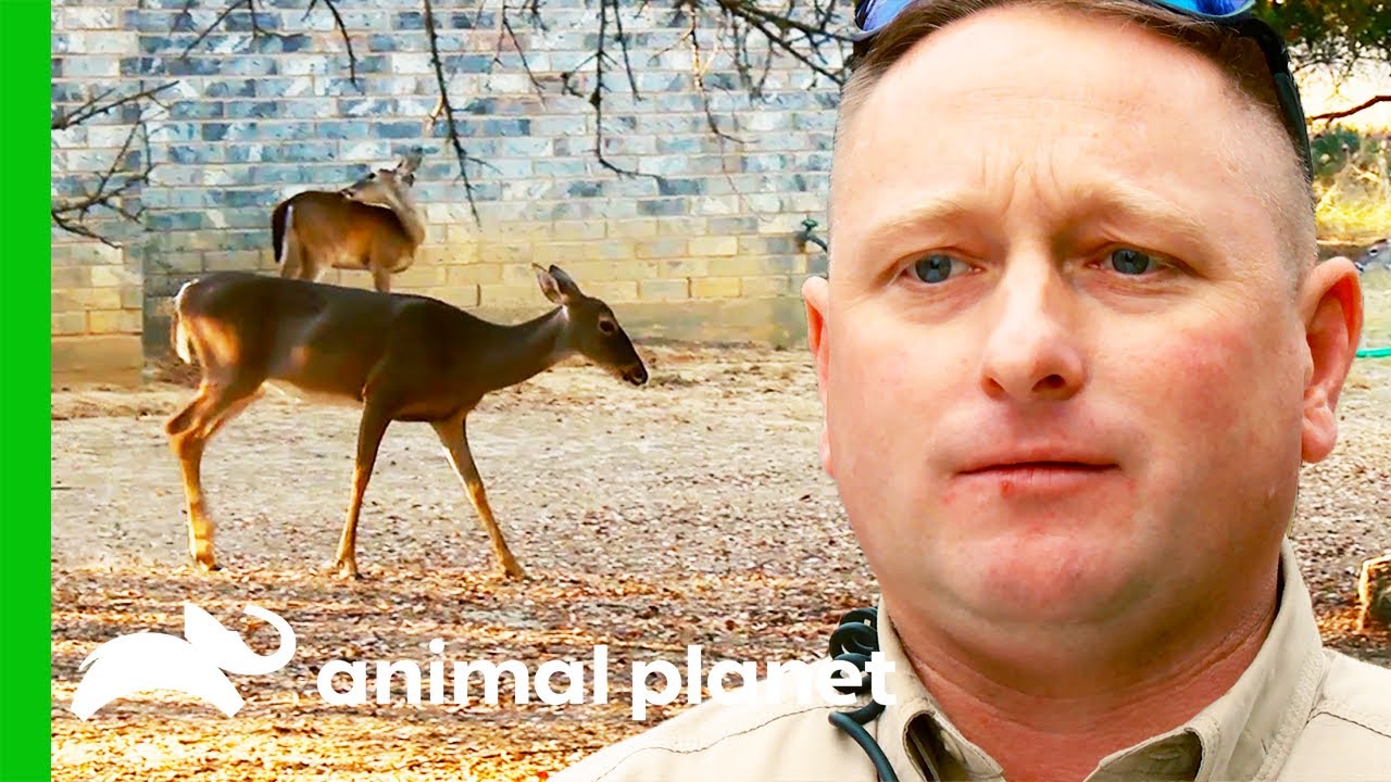 Deer Poacher Is Tracked Down By Game Warden | Lone Star Law