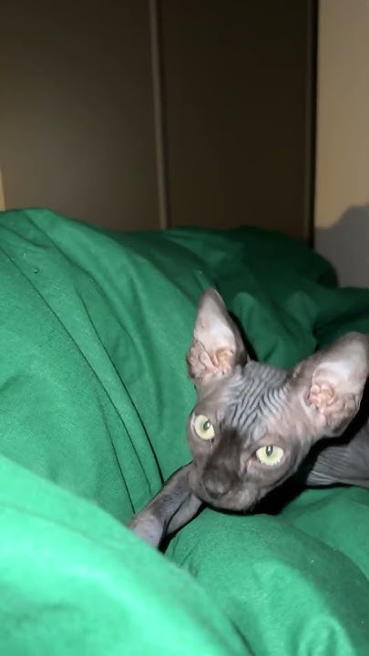 Смешной кот сфинкс 🤣 #сфинкс #cat #lovecats #funny #сфинксы #животные # ...