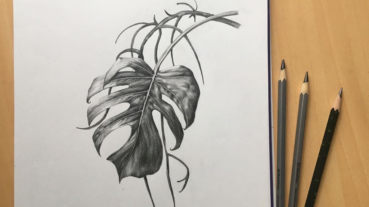 Pencil sketch a plant leaf flat doodle style Vector Image