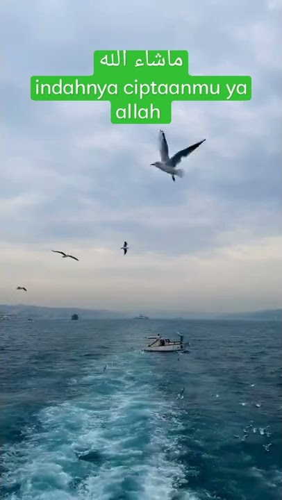 Burung Terbang Di Atas Laut