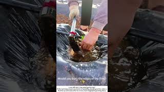 Planting Through Plastic Mulch Cut, Dig, Drop, Press