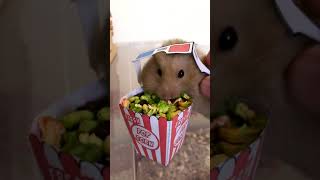 Hamster Eats Popcorn At The Cinema And Enjoys It